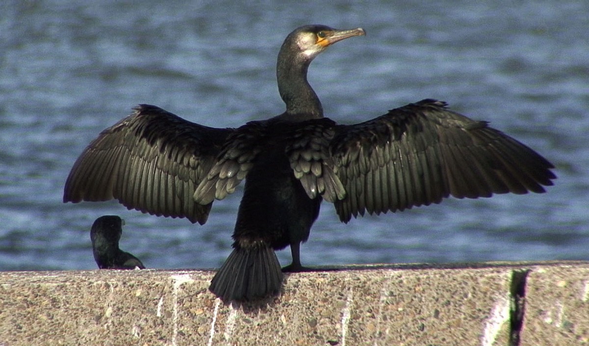 Japanese Cormorant - ML205082881