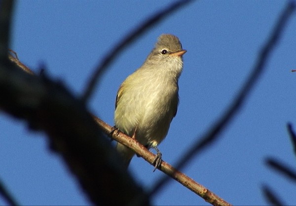 Southern Beardless-Tyrannulet (Southern) - ML205083581