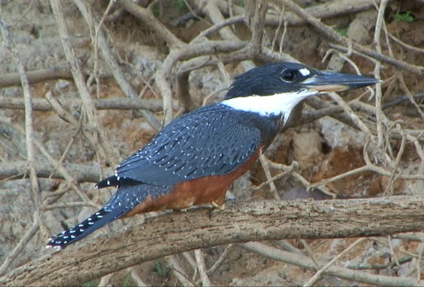 Ringed Kingfisher (Northern) - ML205083621