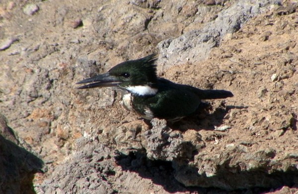 Green Kingfisher - ML205083631