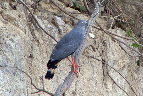 káně dlouhonohá (ssp. gracilis/flexipes) - ML205083771