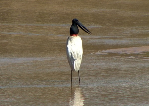 Jabiru d'Amérique - ML205083801