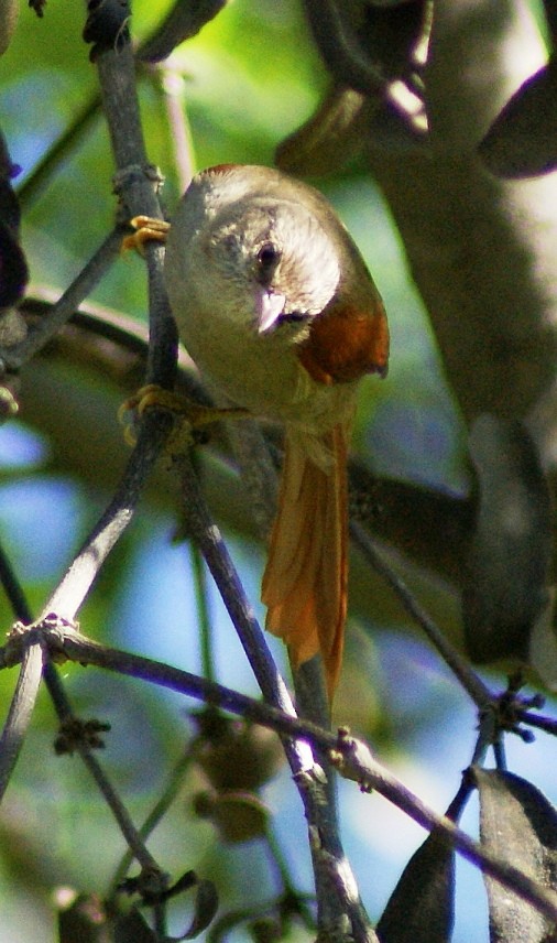 Crested Spinetail - ML205083941