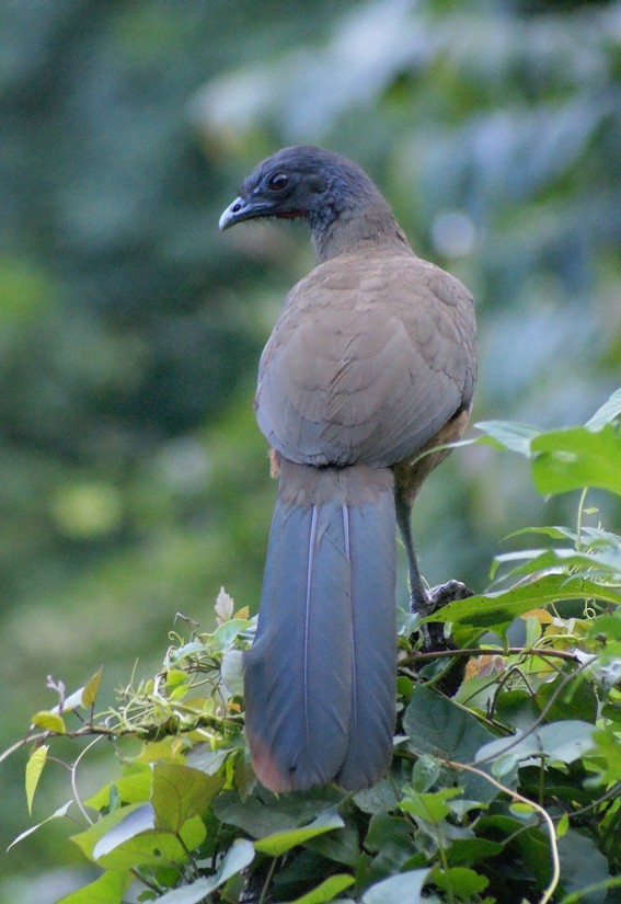 Rufous-vented Chachalaca (Rufous-tipped) - ML205084151