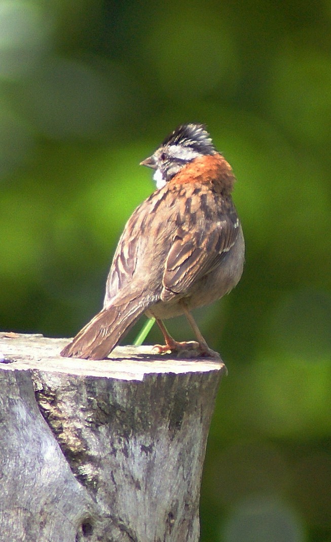 Rufous-collared Sparrow (Rufous-collared) - ML205084351
