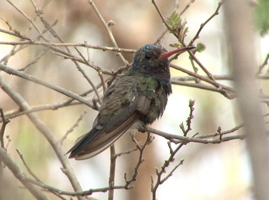 Turquoise-crowned Hummingbird - ML205084541