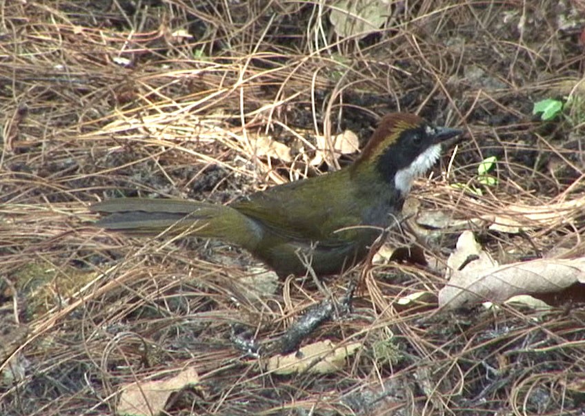 Chestnut-capped Brushfinch (Chestnut-capped) - ML205084821