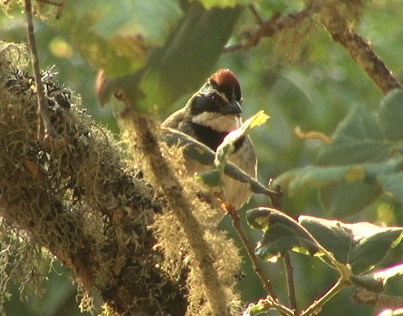 Collared Towhee - ML205084941