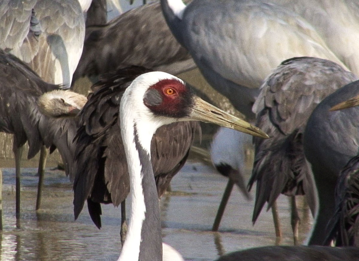 White-naped Crane - ML205085371