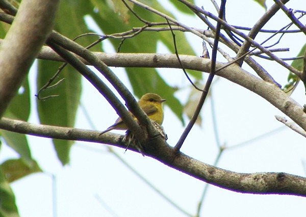 Golden-bellied Flyrobin - ML205085621