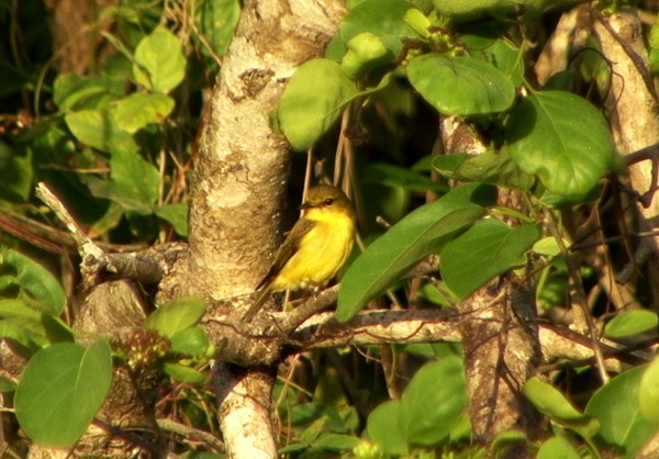 Golden-bellied Flyrobin - ML205085631