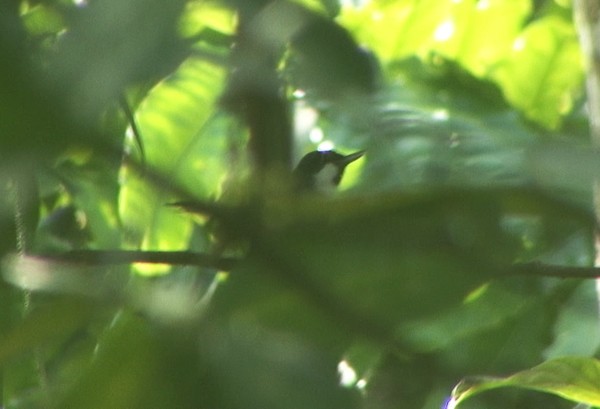 Black-bibbed Monarch - Josep del Hoyo