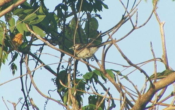 Tanimbar Monarch - ML205085651