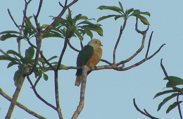 Rose-crowned Fruit-Dove - ML205085721