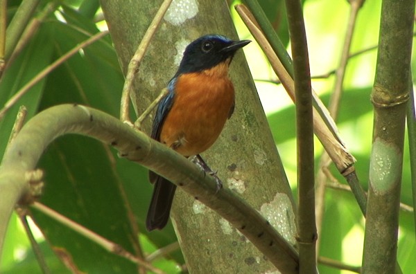 Sulawesi Blue Flycatcher (Tanahjampea) - ML205085891