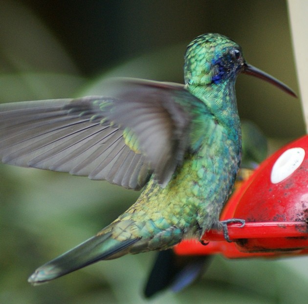 fiolørekolibri - ML205086091