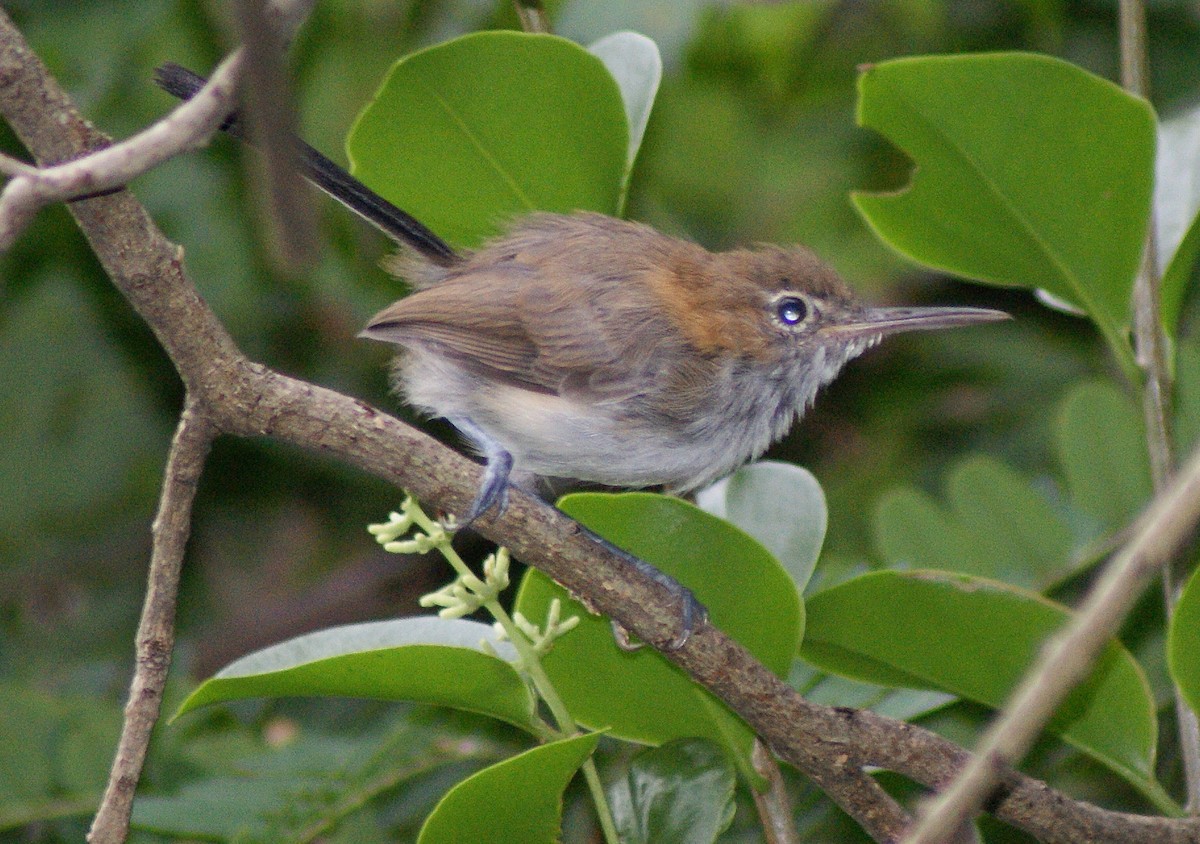 Long-billed Gnatwren (Trilling) - ML205086101