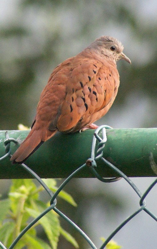 Ruddy Ground Dove - ML205086241