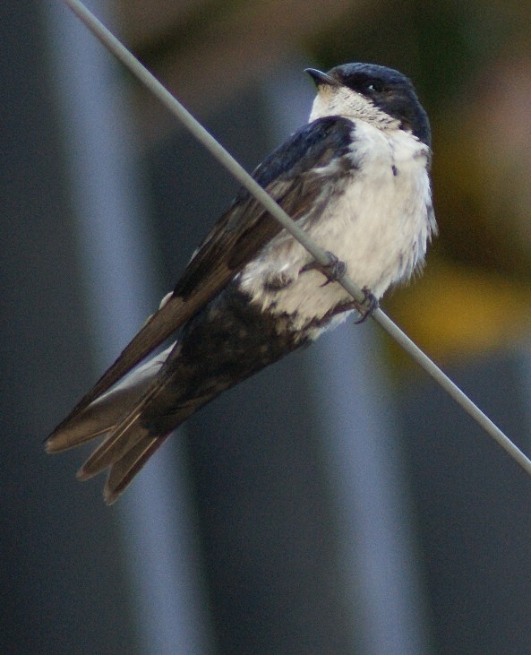 Blue-and-white Swallow (cyanoleuca) - ML205086271