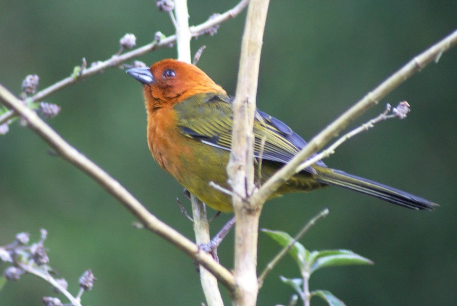 Ochre-breasted Brushfinch - ML205086351