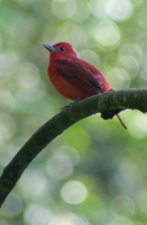 Summer Tanager - ML205086361