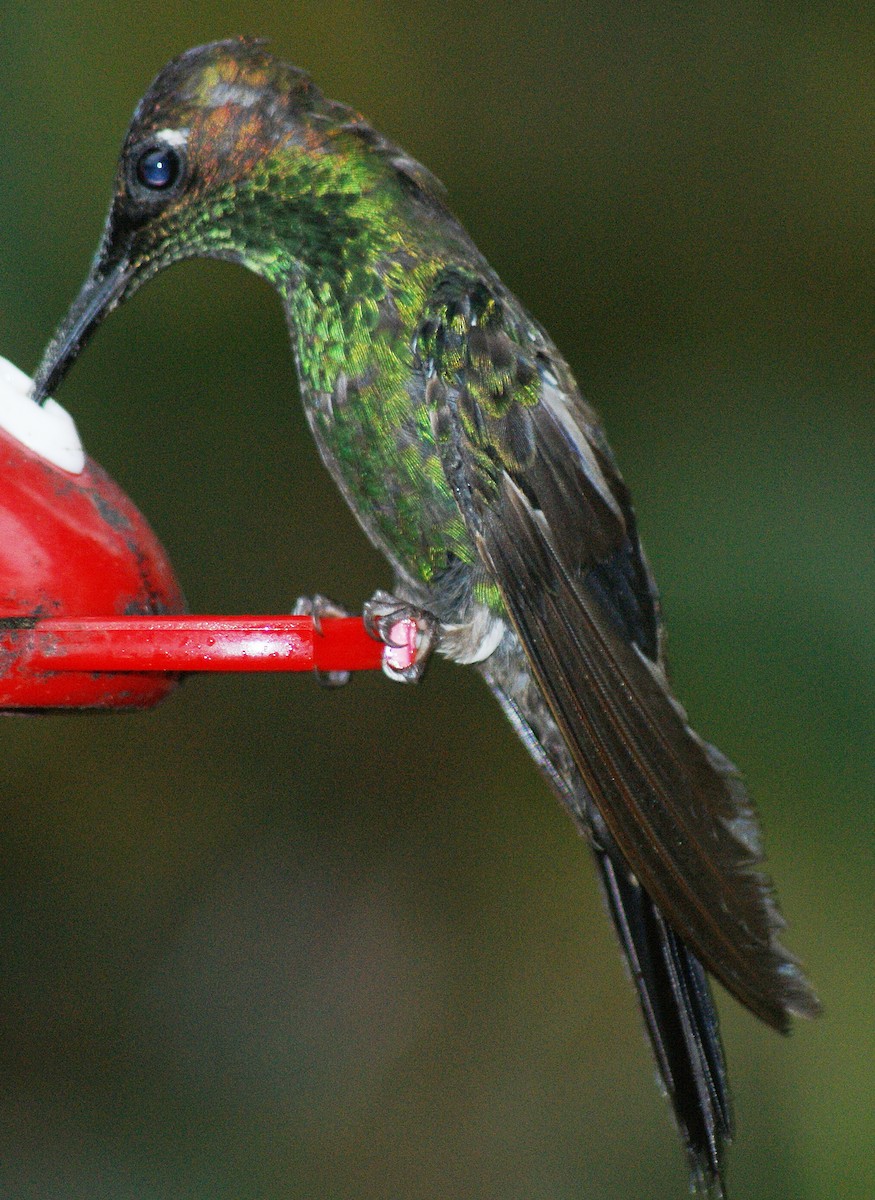 Violet-fronted Brilliant - Phil Gunson