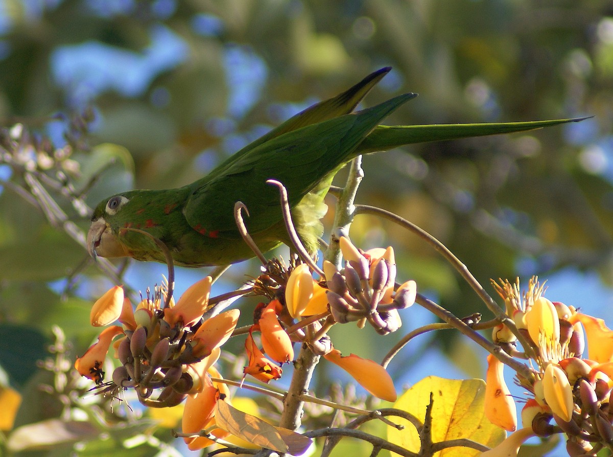 White-eyed Parakeet - ML205086491