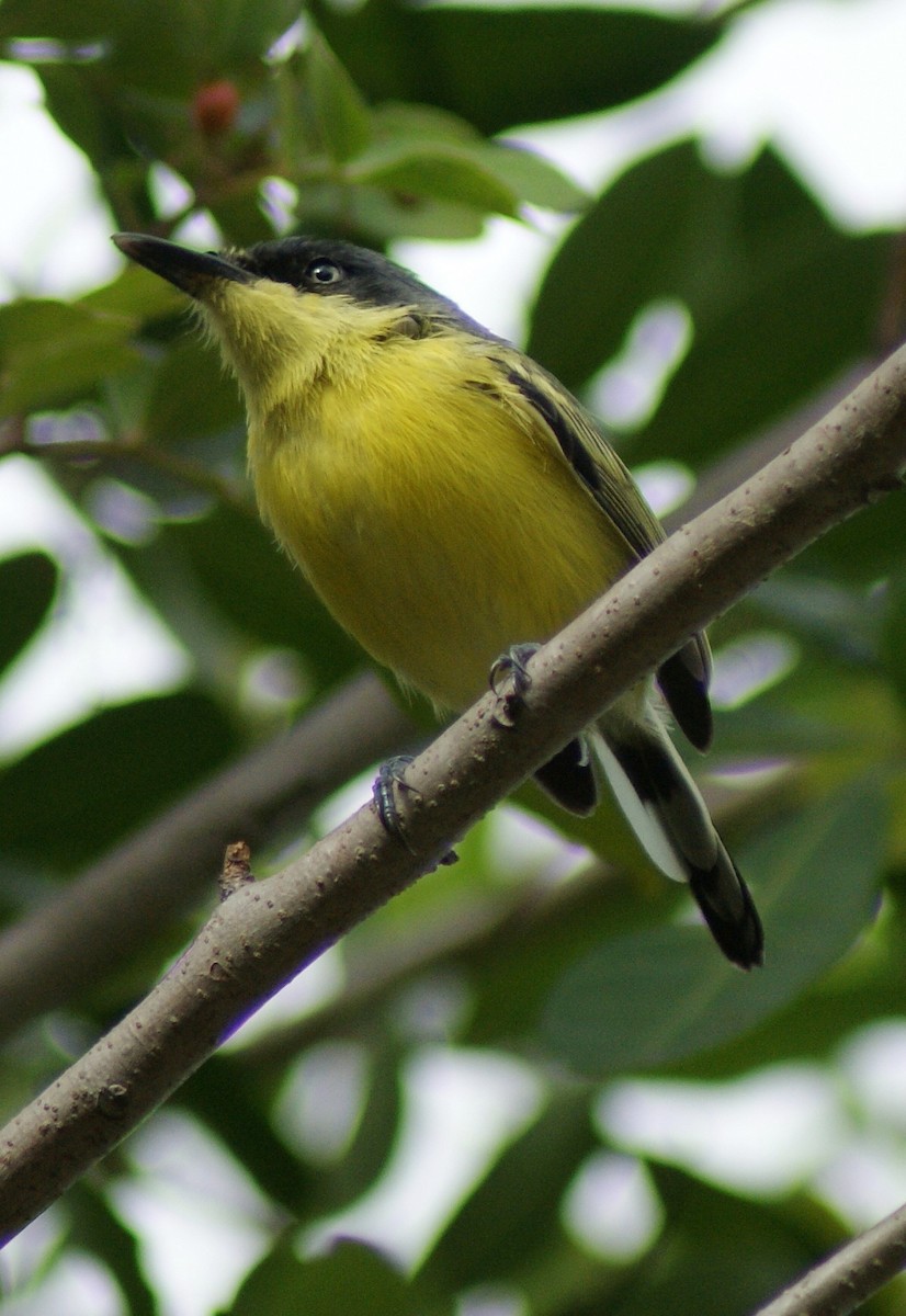 Common Tody-Flycatcher (cinereum Group) - ML205086511