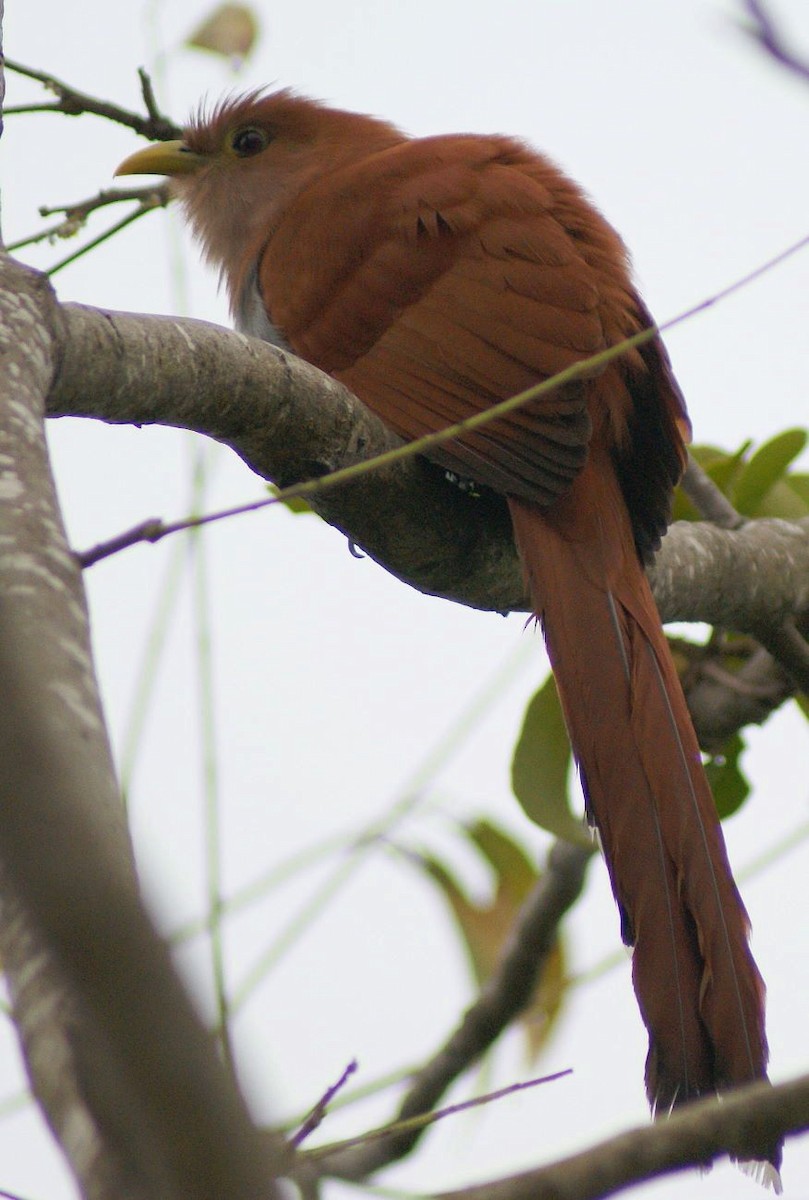 Squirrel Cuckoo (Amazonian) - ML205086641