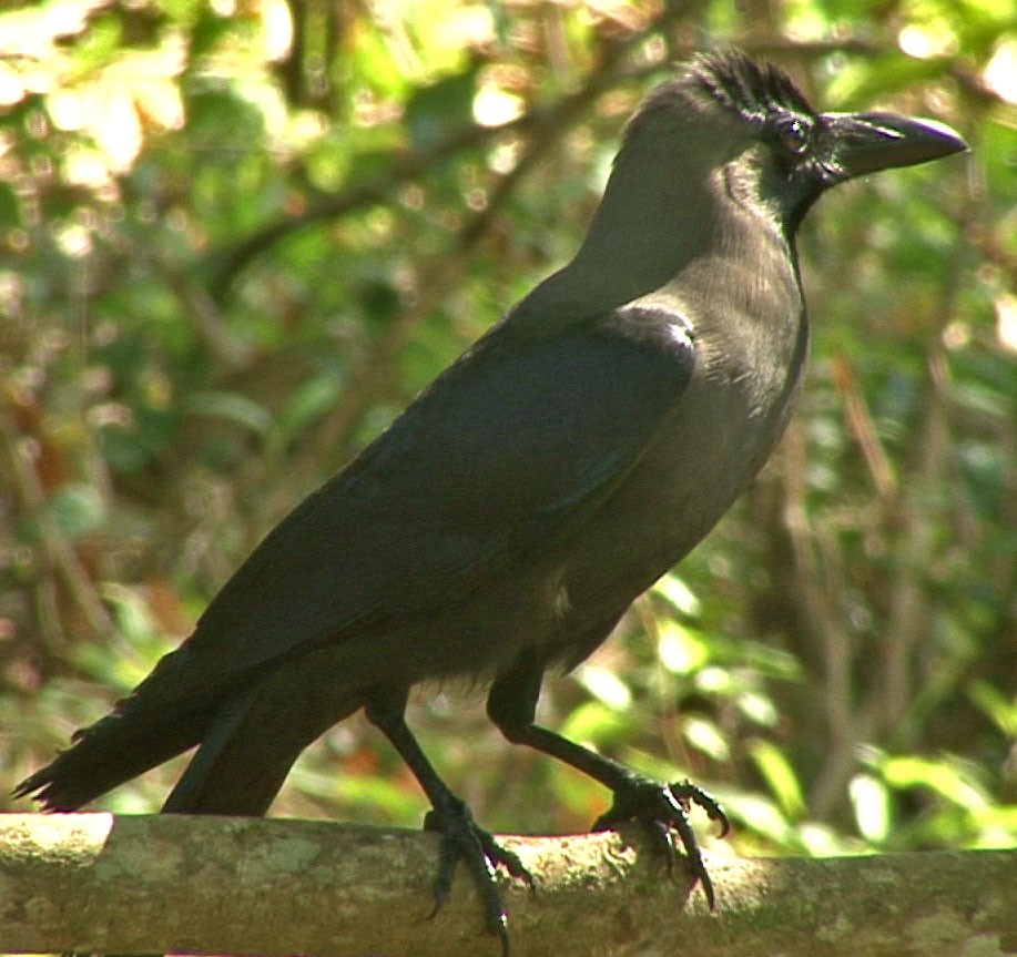 House Crow - ML205086881