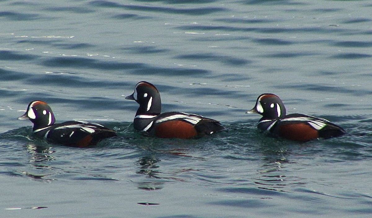 Harlequin Duck - Josep del Hoyo