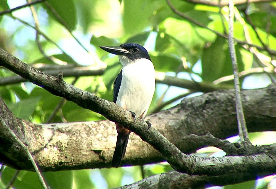 Ultramarine Kingfisher - ML205087671