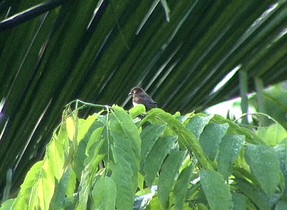 Mottled Flowerpecker - ML205087791