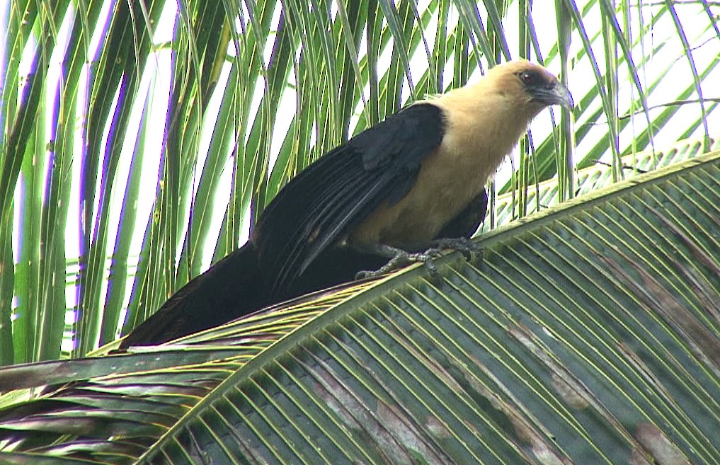 Buff-headed Coucal - Josep del Hoyo