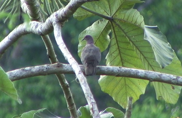 Plumbeous Pigeon - ML205087901