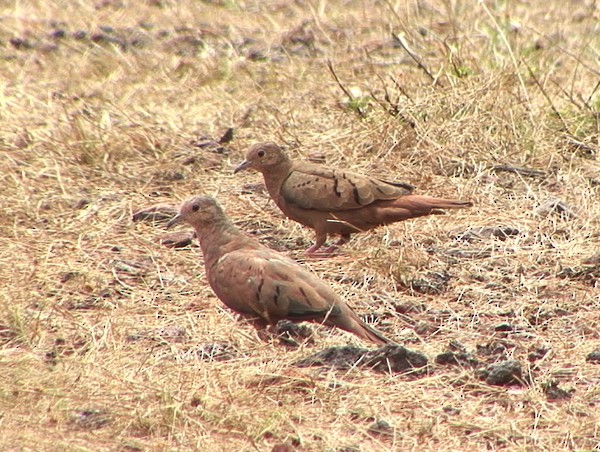 Ruddy Ground Dove - ML205087911