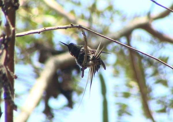 Black-bellied Thorntail - Josep del Hoyo