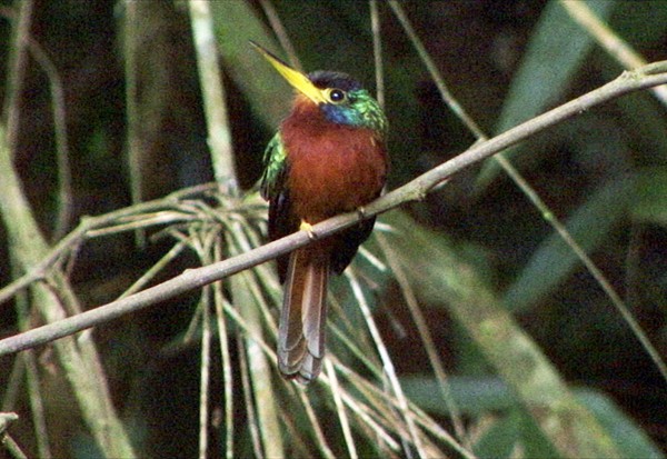 Blue-cheeked Jacamar - ML205087991