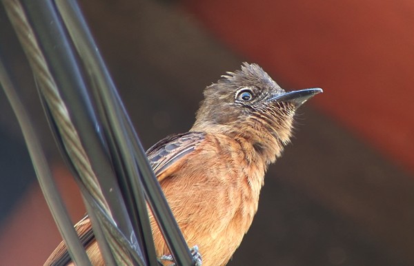 Cliff Flycatcher (Swallow) - ML205088011