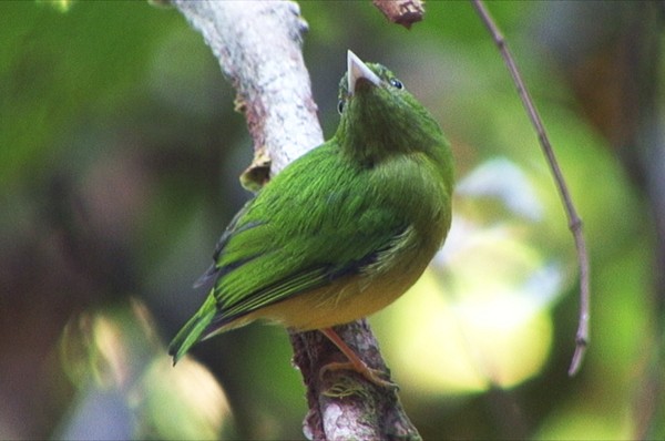 Opal-crowned Manakin - ML205088061