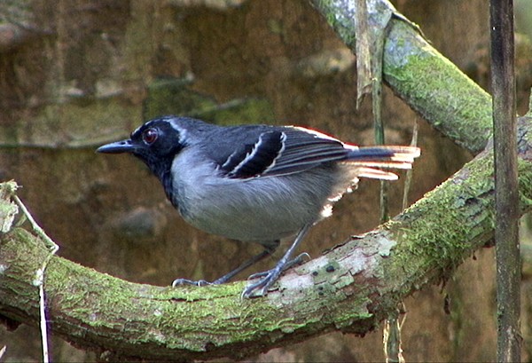 Black-faced Antbird - ML205088121