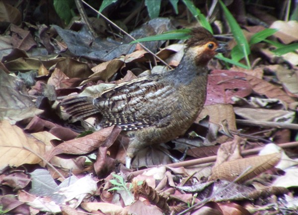 Marbled Wood-Quail - ML205088171