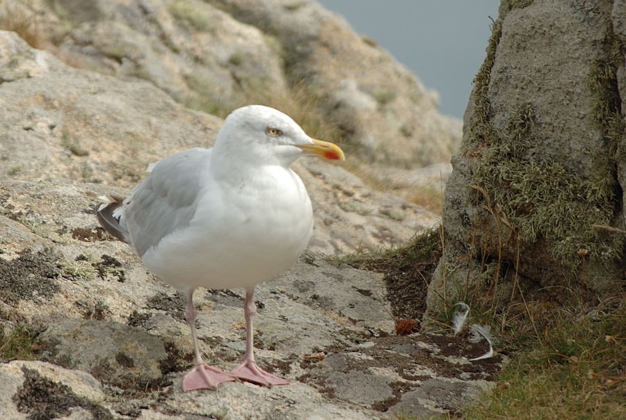 Herring Gull (European) - ML205088511