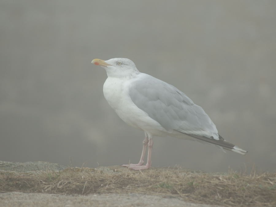 Мартин сріблястий (підвид argentatus/argenteus) - ML205088521