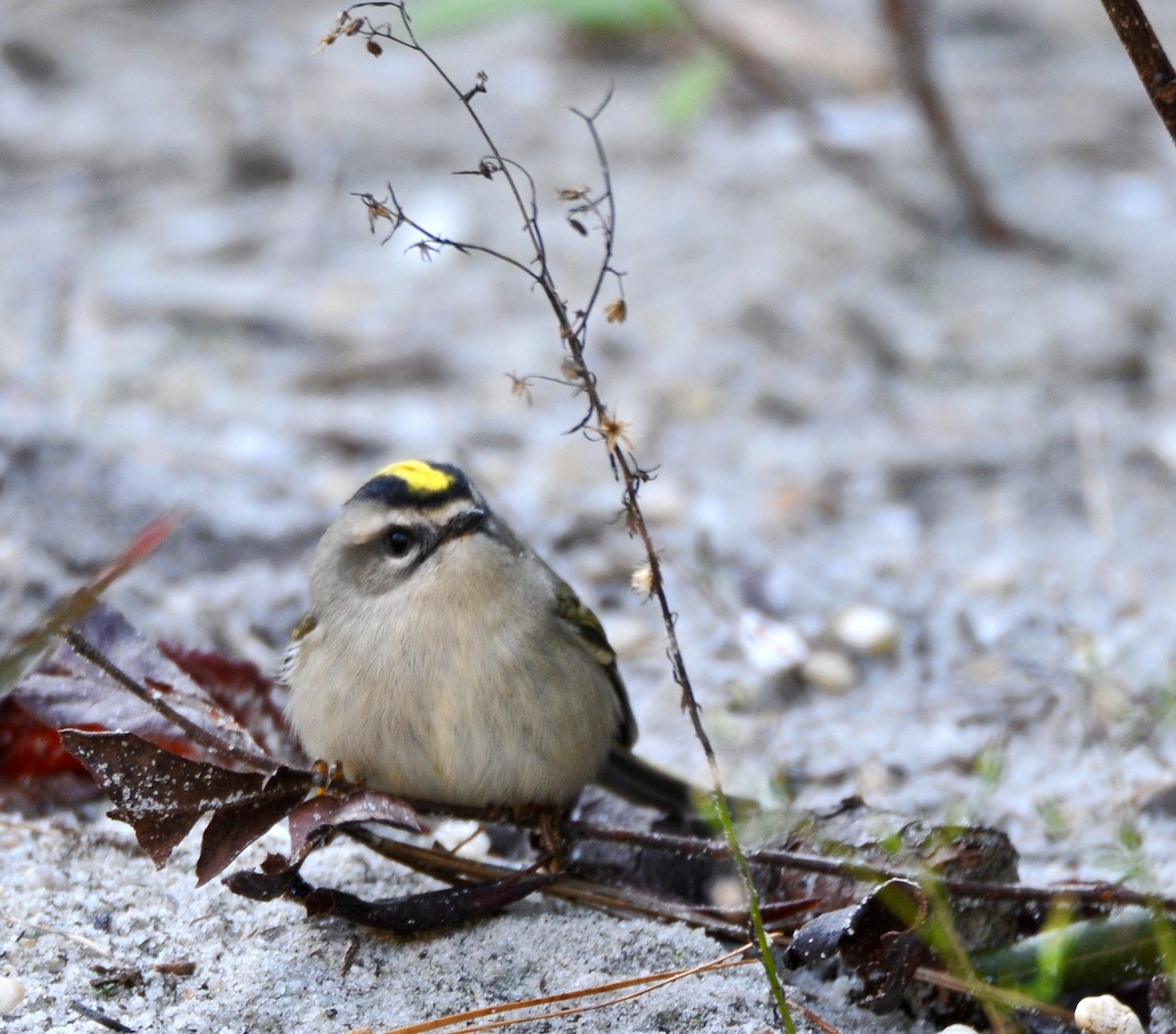 Golden-crowned Kinglet - ML20508881