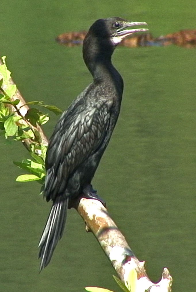 Cormorán de Java - ML205088941