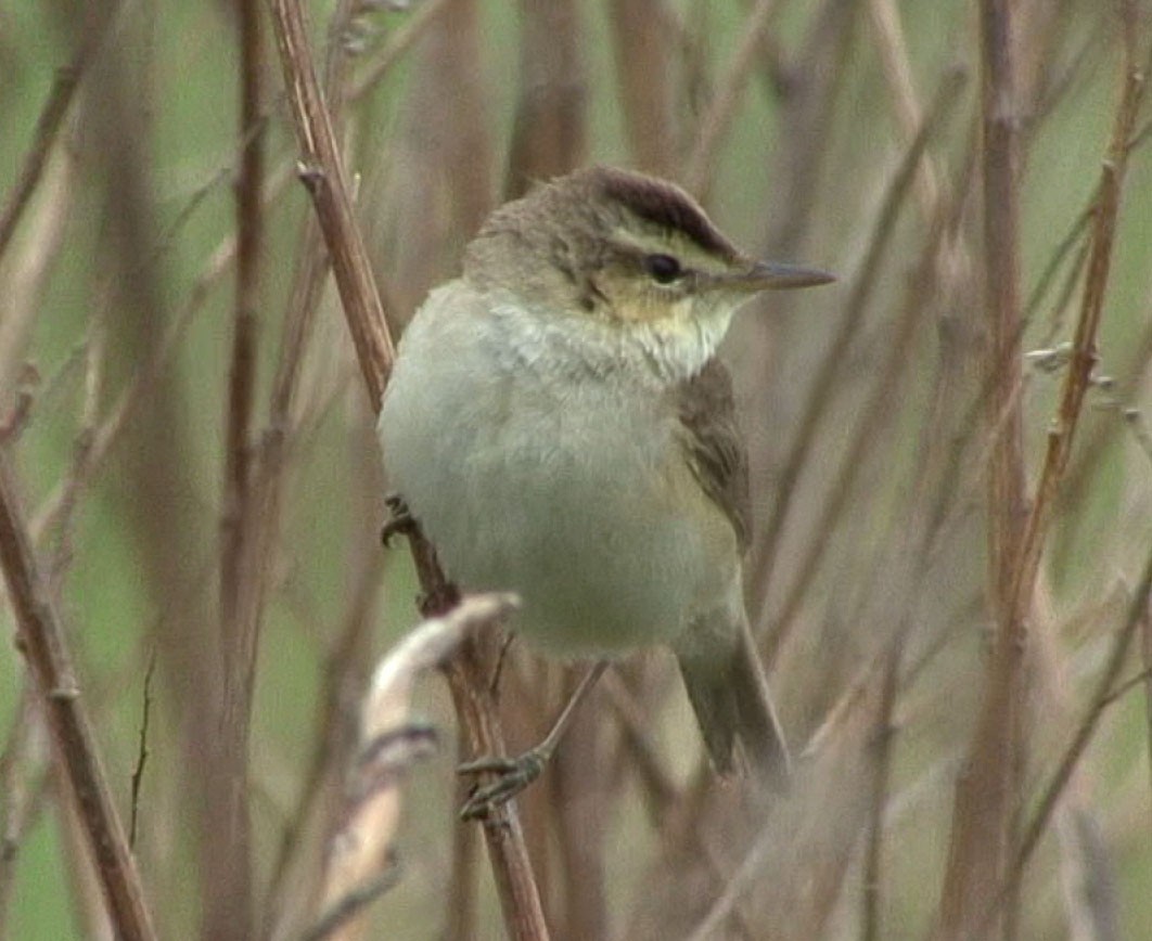 Black-browed Reed Warbler - ML205089131