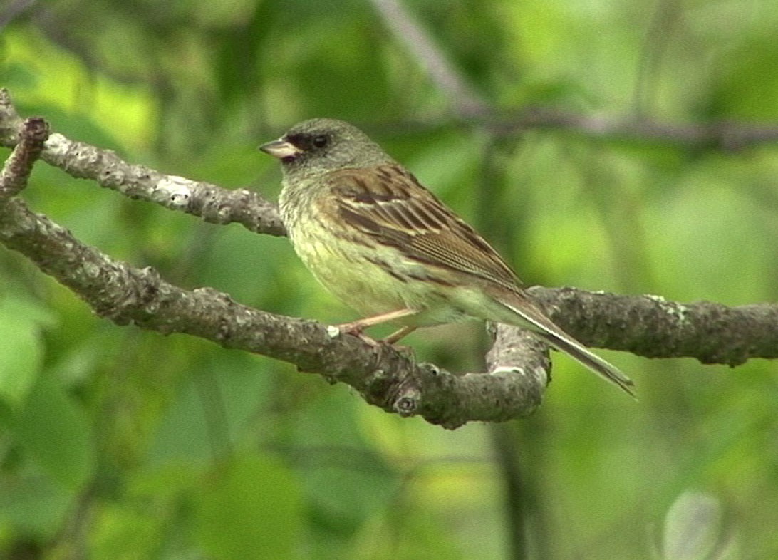 Escribano Enmascarado (spodocephala/sordida) - ML205089151