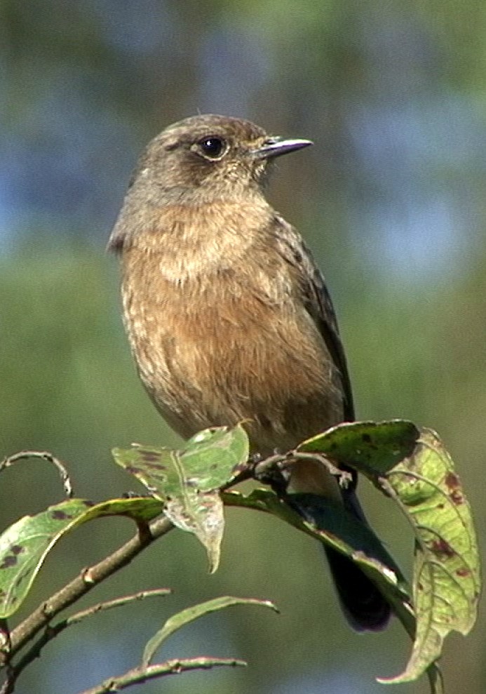 Pied Bushchat - Josep del Hoyo