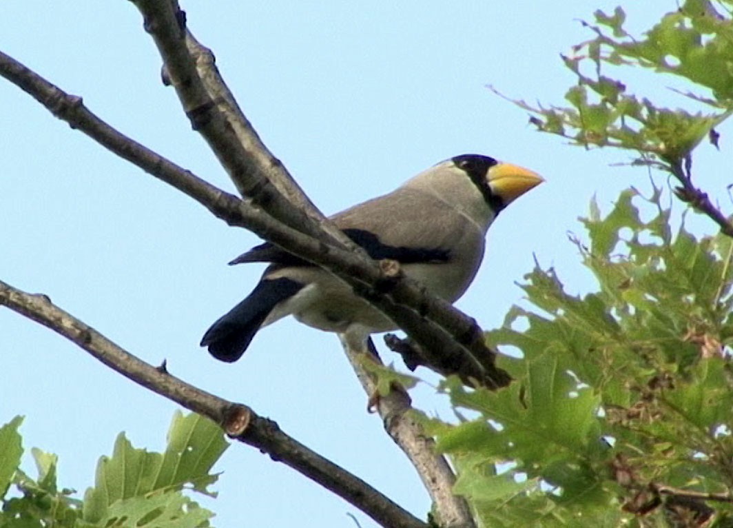 Japanese Grosbeak - ML205089311